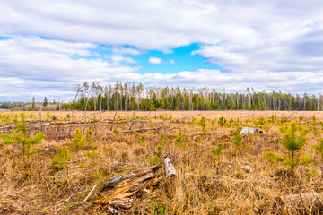 Fototapeta na wymiar Russia, Balashikha, New forest plantations from pines. March 2020