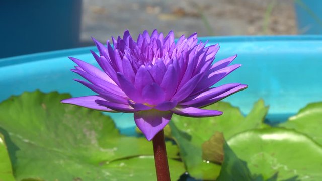 Fresh Bloom Purple Lotus flower or Nymphaea nouchali or Nymphaea stellata is a water lily of genus Nymphaea. Footage 4K.