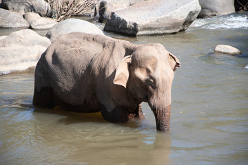 Elephant in rivwer © Patryk
