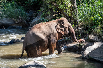 Elephant walking out from river - obrazy, fototapety, plakaty