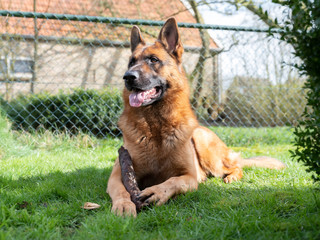 Portrait of a German Shepherd, 3 years old, portrait, in front. LIe down in grass, Friesland the Netherlands