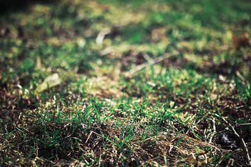 Bright spring greens at dawn in the forest. Nature comes to life in early spring.