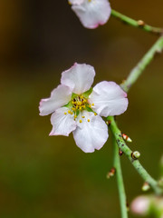 Obraz premium white flowers of apple tree
