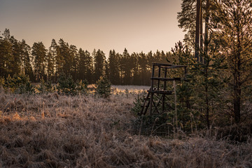 hunter's hunting tower hidden in the sun in the coniferous forest