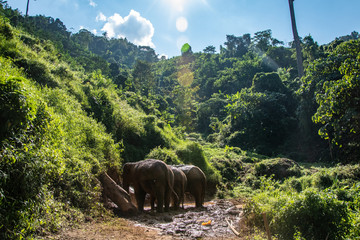 Elephants in wild © Patryk