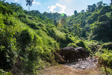 Elephants in jungle