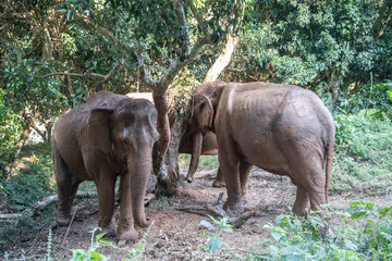 Elephants under three © Patryk