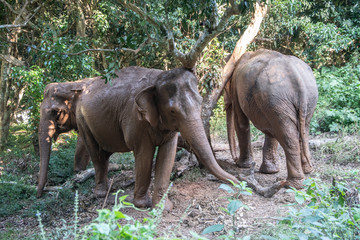 Elephants in wild © Patryk