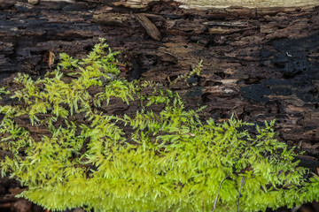 moss on the wall