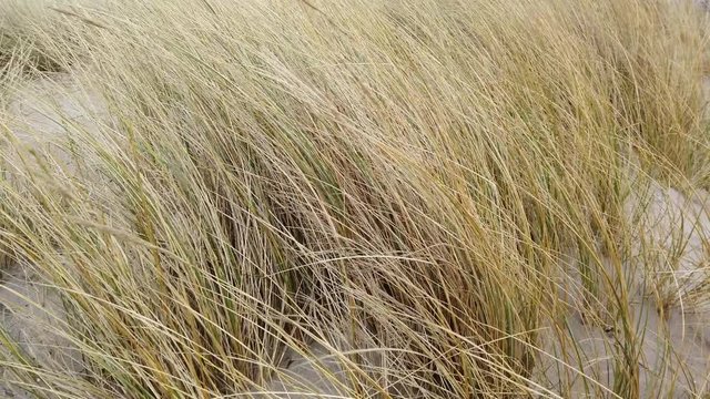 Marram grass swaying in wind under overcast sky at Baltic Sea, 4k footage