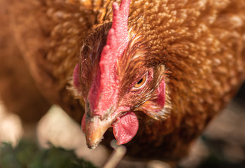 braune Legehenne Portrait