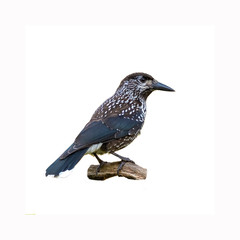 Eurasian nutcracker (Nucifraga caryocatactes) isolate on a white background