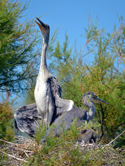 Grey heron (Ardea cinerea) perched in tree in its nest and seen from front with the neck tightly...