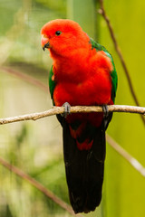 A male Australian king parrot with bright red and green feathers