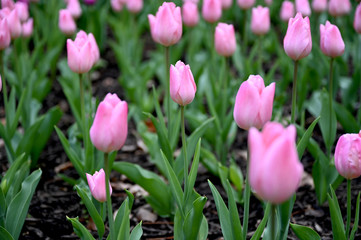 日本の国営武蔵丘陵森林公園のお花畑の早咲きのチューリップが咲く春の風景　ピンク色の花のクリスマスパール