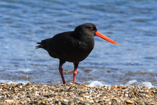 A variable oystercatcher, a wading bird native to New Zealand, at the water's edge