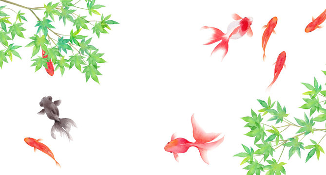 106 Best らんちゅう Images Stock Photos Vectors Adobe Stock 106 Best らんちゅう Images Stock Photos Vectors Adobe Stock