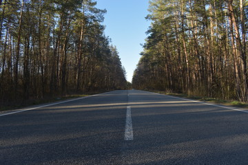 Obraz premium road in the forest