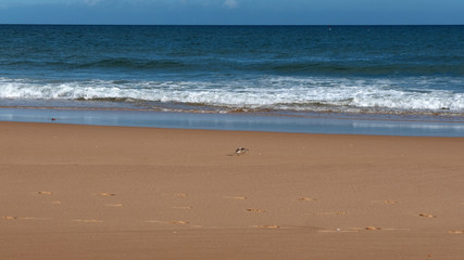 beach and sea