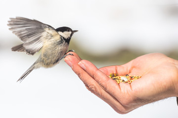 Wild Chickadee birds eat out of stylish man's hands in snowy forest environment  © EyesTravelling
