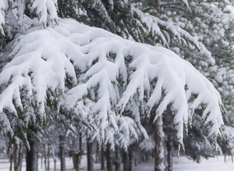 snow covered trees in winter