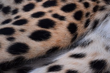 black dot on the cheetah  