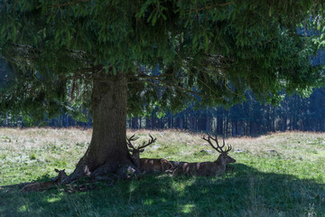 deer