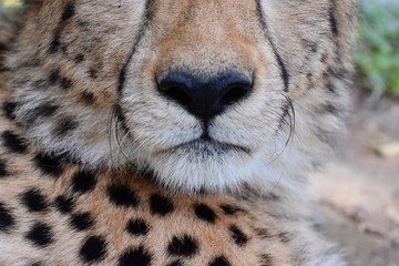 Skin patterns on Cheetah's face