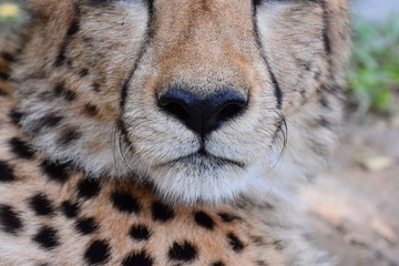 Cheetah's face and coarse hair