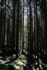 morning in the forest