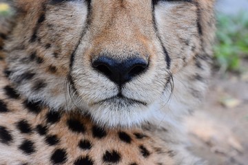 Cheetah's face and coarse hair
