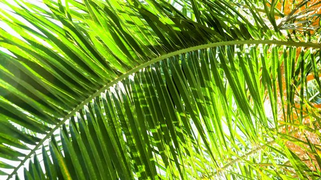 Sunlight passing through green leaves of a palm tree against the blue sky in Botanical Garden in Madrid. Spain. 4K
