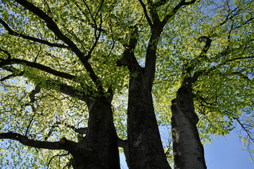 baum