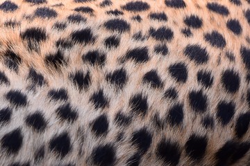 black dot on the cheetah  