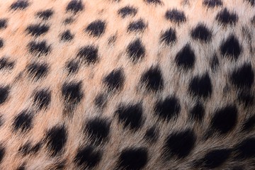 black dot on the cheetah  