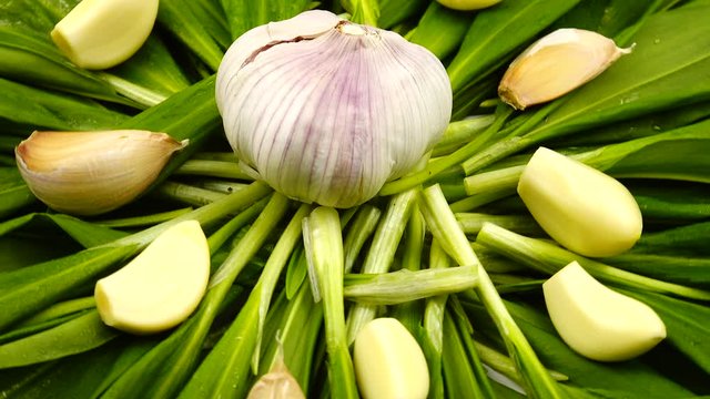 Head of garlic and garlic cloves lie on the young fresh wild garlic with drops of a water on it, background