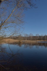 reflection of trees in the water