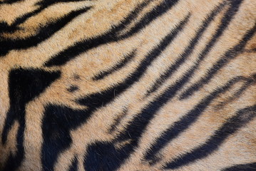 The skin is smooth, tying the black stripes of the Bengal tiger.