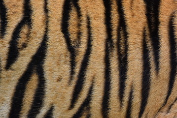 The skin is smooth, tying the black stripes of the Bengal tiger.