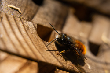bee sitting on wood
