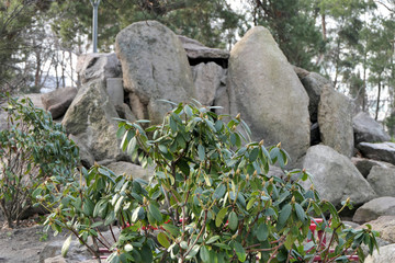 Fototapeta na wymiar Rocks, stones and green bush in the city park