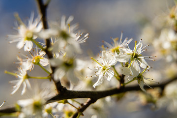 white flower buds