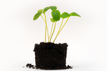 Green young sprouts from the soil. Agricultural crop. Growing plants.