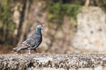 pigeon standing on a stone wall, blurred background