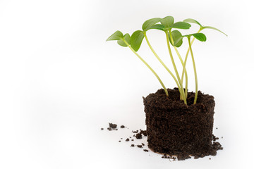 Green young sprouts from the soil. Agricultural crop. Growing plants.