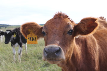 Dairy cow close up picture 
