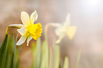 Yellow daffodil in the garden First spring flowers Natural spring background 