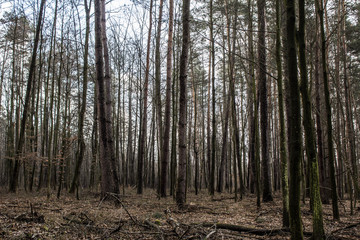 Beautiful forest landscape. A large mushroom grows on a tree. Spring empty forest. Background.