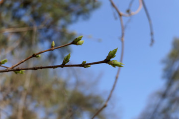 Blossom leaves buds with flower on the branch of the tree. 