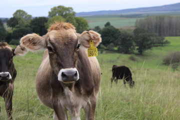 Dairy cow standing in field